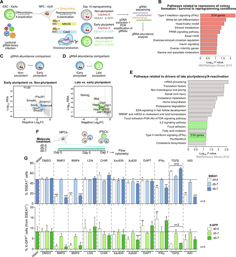 CRISPR篩查揭示了參與重編程和X再激活的分子網(wǎng)絡(luò)
CRISPR篩查揭示了參與重編程和X再激活的分子網(wǎng)絡(luò)
