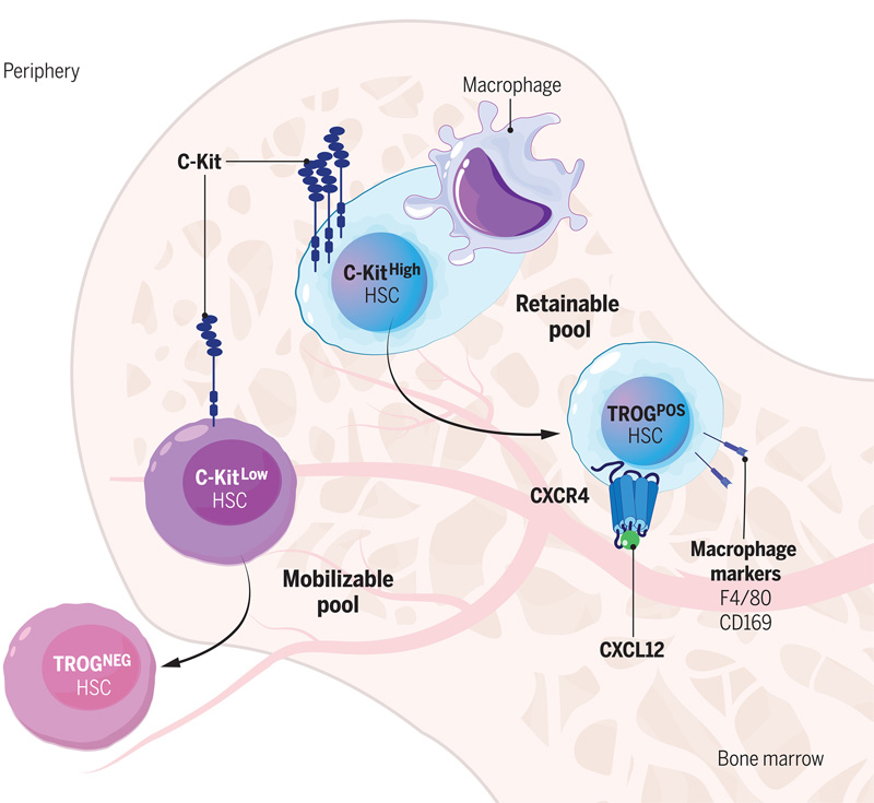 C-Kit依賴性吞噬作用模型調(diào)節(jié)血液干細(xì)胞中的生態(tài)位保留 C-Kit依賴性吞噬作用模型調(diào)節(jié)血液干細(xì)胞中的生態(tài)位保留