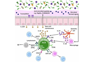 Nature顛覆傳統(tǒng)的觀點(diǎn)：狼瘡腎損傷的驚人機(jī)制