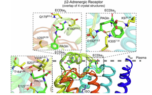 Nature子刊新研究確定腸道微生物途徑為改善心臟病治療的新靶標(biāo)
