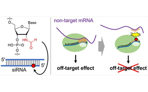 一種新化學(xué)修飾可以減少siRNA藥物的脫靶效應(yīng)