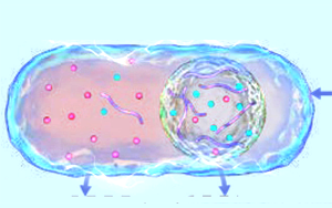 細(xì)胞凝聚物幫助調(diào)節(jié)細(xì)胞質(zhì)的電化學(xué)環(huán)境