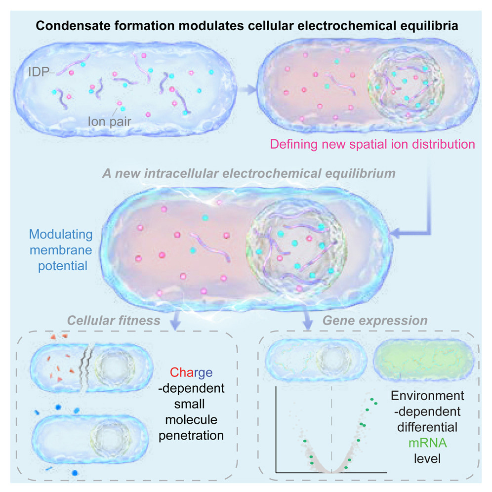 凝聚物調(diào)節(jié)細(xì)胞質(zhì)的電化學(xué)平衡 凝聚物調(diào)節(jié)細(xì)胞質(zhì)的電化學(xué)平衡