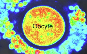 《自然衰老》發(fā)現(xiàn)了一種新方法來使老化的卵細胞恢復活力