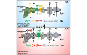 Cell：意外地發(fā)現(xiàn)了鈉轉運在線粒體能量產(chǎn)生中的作用