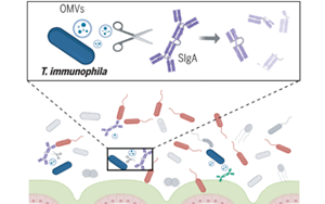 《Science》突破性發(fā)現(xiàn)：腸道細菌操控宿主免疫，科學家揭示IgA降解細菌