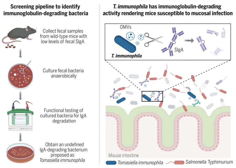 腸道免疫球蛋白降解菌的篩選及功能研究 腸道免疫球蛋白降解菌的篩選及功能研究