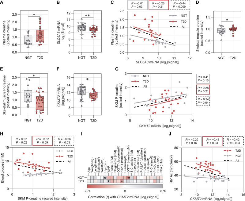 SKM肌酸代謝在2型糖尿病患者中受到干擾，并與較差的葡萄糖控制有關(guān)