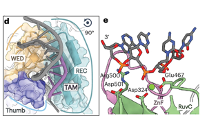 真核CRISPR-Cas同源物Fanzor2的結(jié)構(gòu)顯示了基因編輯的前景