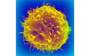 干細(xì)胞移植會增加癌癥風(fēng)險嗎？