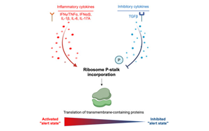 《Cell》癌細(xì)胞逃避免疫反應(yīng)新機(jī)制被發(fā)現(xiàn)了：它們能抑制核糖體功能