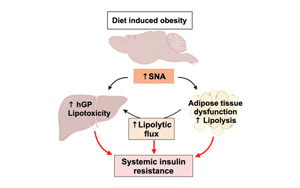Cell子刊：暴飲暴食如何導(dǎo)致糖尿?。可窠?jīng)遞質(zhì)激增