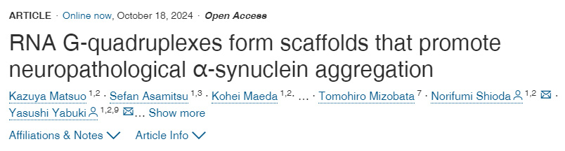 RNA G-四鏈體形成促進(jìn)神經(jīng)病理學(xué)α-突觸核蛋白聚集的支架 RNA G-四鏈體形成促進(jìn)神經(jīng)病理學(xué)α-突觸核蛋白聚集的支架