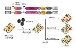 EGFR基因突變，基因編輯技術(shù)揭示癌癥耐藥性途徑