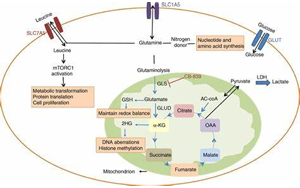 Science：首次發(fā)現(xiàn)谷氨酰胺代謝開關(guān)是紅細胞發(fā)育的關(guān)鍵