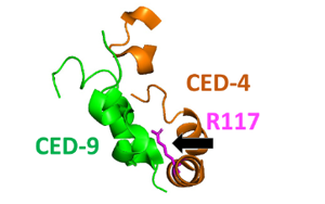MIT諾獎團隊解謎令人困惑的“殺手”蛋白