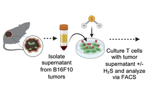 Science Advances：高爾基體越多，T細(xì)胞就越健壯，就越能抗癌！