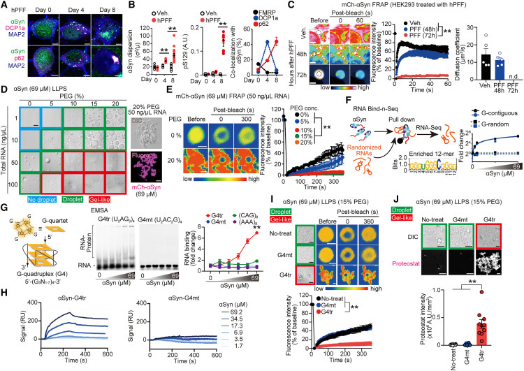rG4s引發(fā)αSyn溶膠-凝膠相變