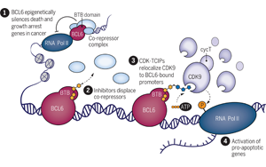 Science：突破傳統(tǒng)，利用細(xì)胞自然死亡機(jī)制殺死癌細(xì)胞
