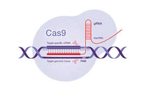 Science：一種開創(chuàng)性的遺傳方法——利用CRISPR-Cas9技術，激活細菌隱藏的藥物潛能