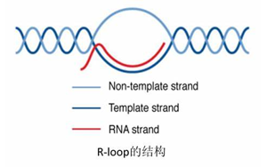 Science：真的沒想到，RNA:DNA這種特殊“三明治”結(jié)構(gòu)與情緒體驗(yàn)密切相關(guān)