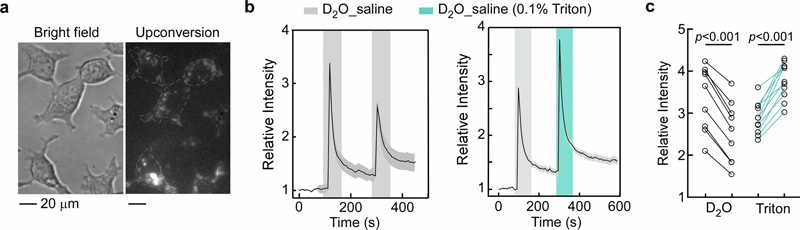 使用納米探針監(jiān)測(cè)單個(gè)活細(xì)胞中水環(huán)境的變化 使用納米探針監(jiān)測(cè)單個(gè)活細(xì)胞中水環(huán)境的變化
