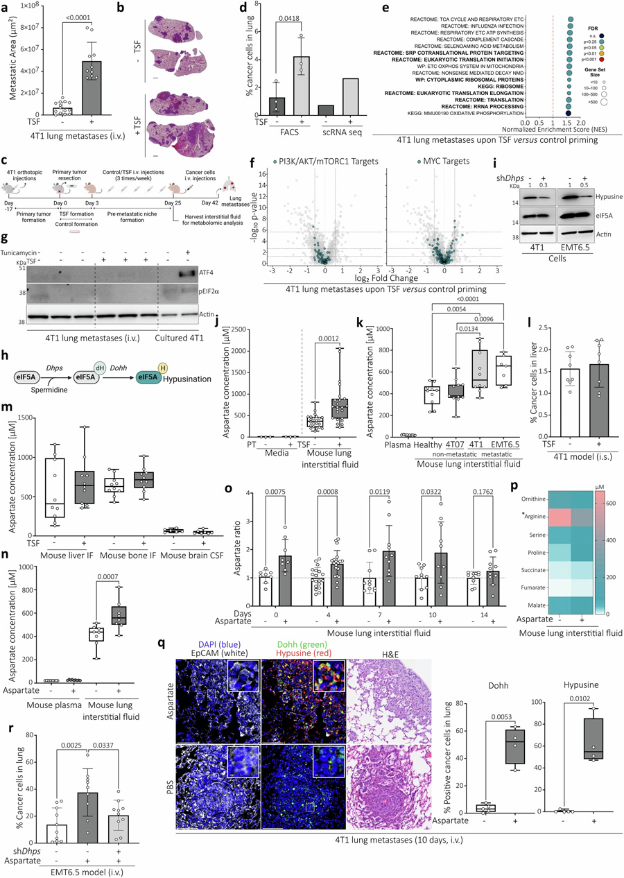 侵襲性肺轉移顯示翻譯增加，與經典調節(jié)因子或應激刺激無關