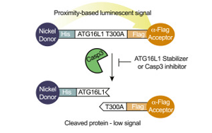 Broad研究所創(chuàng)建了一種新的方法來靶向和糾正與疾病相關的蛋白質