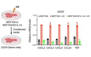 一種以前未知的機(jī)制：當(dāng)細(xì)胞的DNA受損時，這種機(jī)制會引發(fā)細(xì)胞的炎癥免疫反應(yīng)