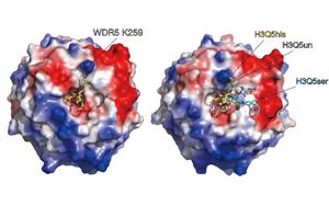 《Nature》單胺類神經(jīng)遞質(zhì)對大腦結(jié)構(gòu)不為人知的作用機(jī)制