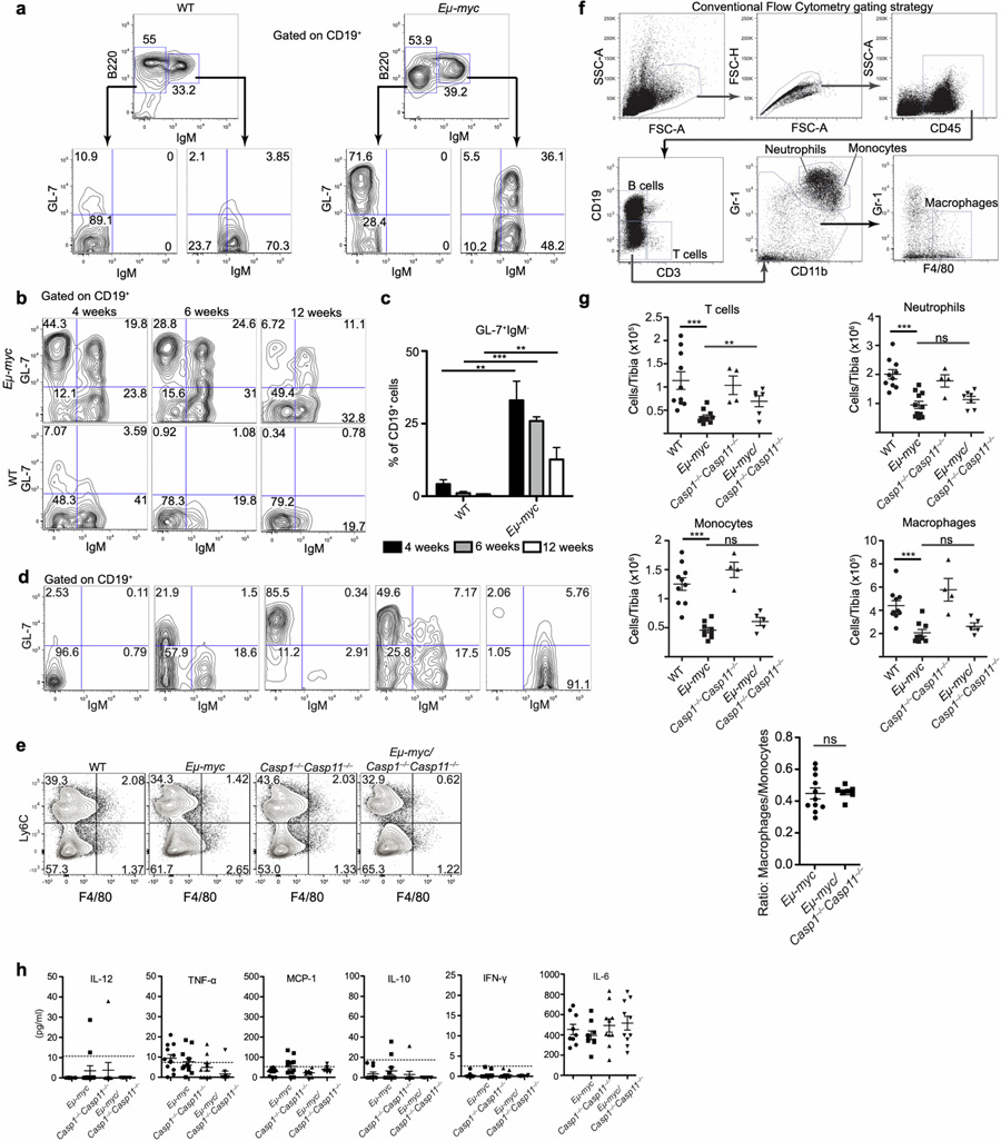GL-7和IgM表達(dá)的分析有助于描述循環(huán)中癌前和惡性Eμ-myc B細(xì)胞的特征 GL-7和IgM表達(dá)的分析有助于描述循環(huán)中癌前和惡性Eμ-myc B細(xì)胞的特征