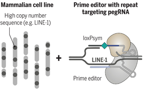 Science：科學家完成了有史以來最復雜的人類細胞系工程！