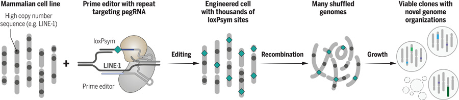 隨機(jī)化人類基因組 隨機(jī)化人類基因組
