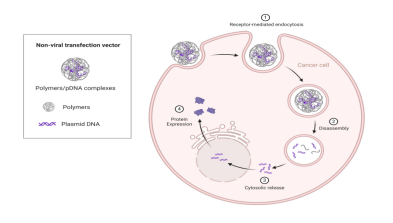 陽(yáng)離子聚合物轉(zhuǎn)染原理