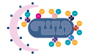 Science重要發(fā)現(xiàn)：逆轉線粒體損傷也許能讓糖尿病患者恢復控糖能力！