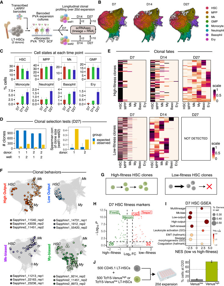 體外造血干細(xì)胞擴(kuò)增培養(yǎng)中的狀態(tài)-命運(yùn)分析 體外造血干細(xì)胞擴(kuò)增培養(yǎng)中的狀態(tài)-命運(yùn)分析