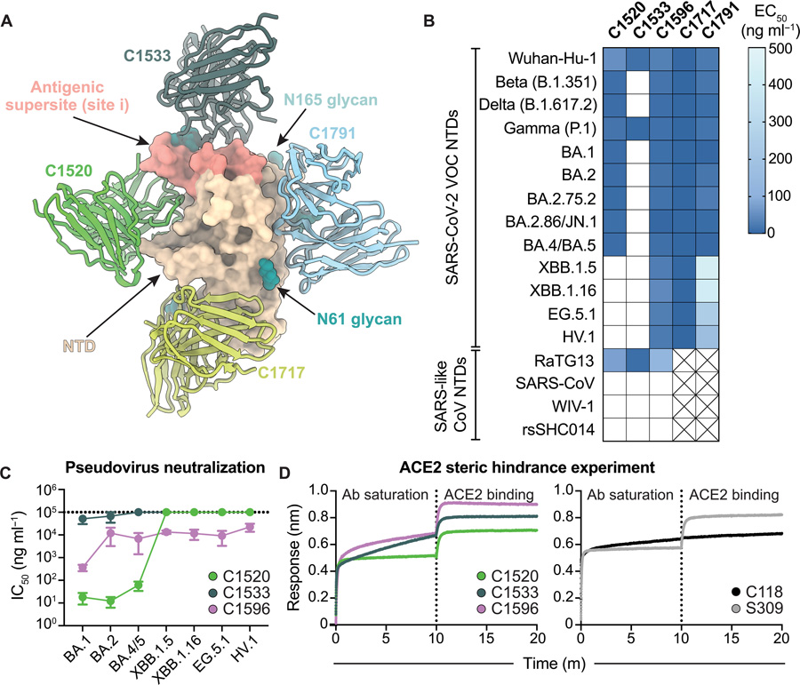 C1596 是一種 NTD 特異性單克隆抗體，對(duì) SARS-CoV-2 Omicron 變異株表現(xiàn)出廣泛的結(jié)合和中和潛力