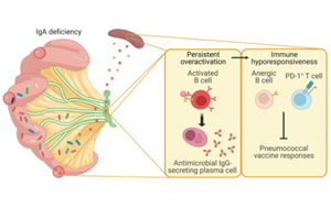 Science子刊：腸道菌群、免疫球蛋白A與疫苗效力的關(guān)系