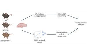 Nature Aging：炎癥信使助長了阿爾茨海默病