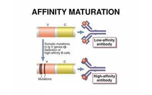 《Nature》讓B細(xì)胞“儲(chǔ)存”成功突變，打造HIV等高效抗體疫苗