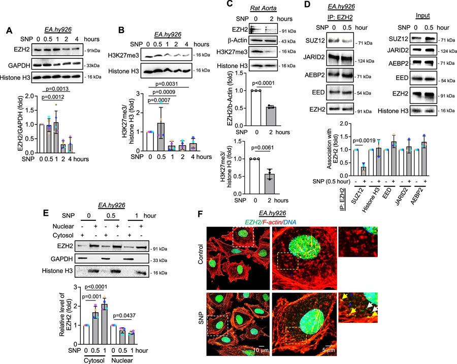 一氧化氮通過誘導(dǎo)SUZ12解離，引發(fā)EZH2蛋白的胞質(zhì)定位與降解，并伴隨H3K27me3水平的早期下降