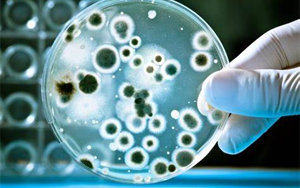 檢測細胞培養(yǎng)物中微生物污染的新方法