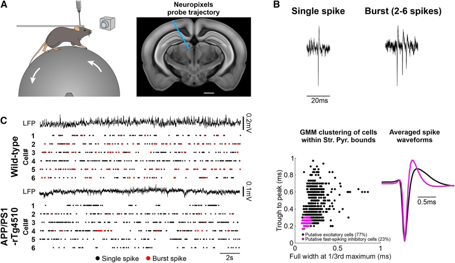  在同時(shí)表達(dá)β淀粉樣蛋白（Aβ）和tau病理的APP/PS1-rTg4510小鼠模型中存在簇狀放電受抑制現(xiàn)象