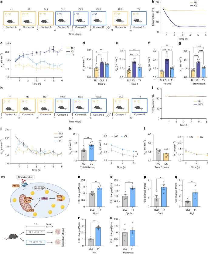  情境性寒冷記憶增強代謝率及產(chǎn)熱基因表達