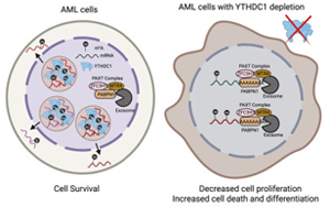《Cell》mRNA化學(xué)修飾在細(xì)胞應(yīng)激反應(yīng)中起重要作用？