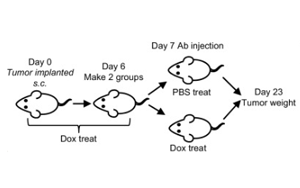 與腎癌免疫治療抵抗相關(guān)的蛋白質(zhì)