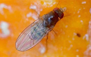 打破經(jīng)典教科書：首次發(fā)現(xiàn)對兩性都 “作弊” 的染色體！