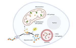 飯后血糖如何控？透明質(zhì)酸酶 -1的意外角色與糖尿病新希望