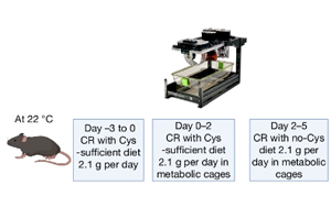 《Nature》NYU 研究揭示氨基酸限制對(duì)體重驚人影響