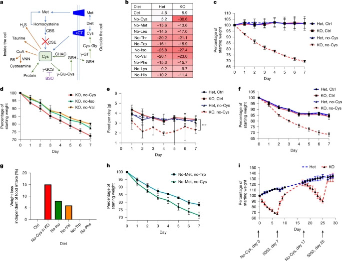  半胱氨酸缺乏驅(qū)動(dòng)快速減重